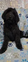 Stanley, a male Goldendoodle for sale in Mesa, AZ – 2 of 3