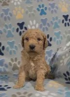 Noodle, a male Miniature Goldendoodle for sale in Mesa, AZ – 2 of 2
