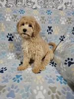 Betty, a female Goldendoodle for sale in Mesa, AZ – Photo 3 of 3