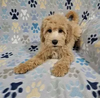 Betty, a female Goldendoodle for sale in Mesa, AZ – Photo 2 of 3