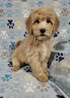 Betty, a female Goldendoodle for sale in Mesa, AZ – Photo 1 of 3