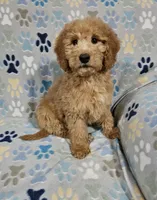 Gage, a male Goldendoodle for sale in Mesa, AZ – Photo 2 of 3