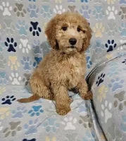 Gage, a male Goldendoodle for sale in Mesa, AZ – Photo 1 of 3