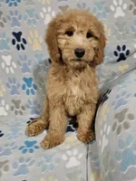 Gage, a male Goldendoodle for sale in Mesa, AZ – Photo 3 of 3