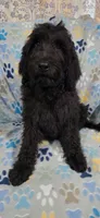 Stanley, a male Goldendoodle for sale in Mesa, AZ – 3 of 3