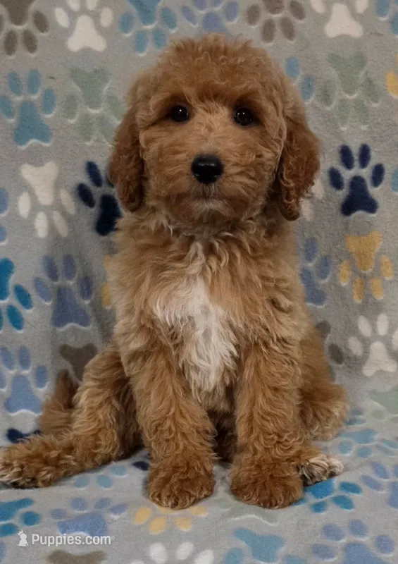 Lilly – Goldendoodle puppy for sale in Mesa, AZ