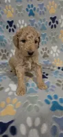 Fonzy, a male Miniature Goldendoodle for sale in Mesa, AZ – 2 of 4