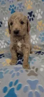 Dane, a male Miniature Goldendoodle for sale in Mesa, AZ – 2 of 2