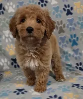 Lilly, a female Goldendoodle for sale in Mesa, AZ – 2 of 3