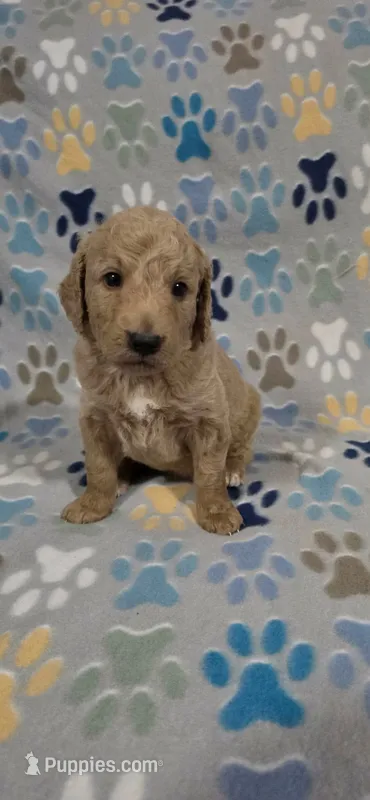 Dane – Miniature Goldendoodle puppy for sale in Mesa, AZ