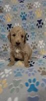 Dane, a male Miniature Goldendoodle for sale in Mesa, AZ – 1 of 2