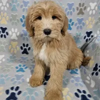 Aaron, a male Goldendoodle for sale in Mesa, AZ – Photo 4 of 8