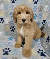 Aaron, a male Goldendoodle for sale in Mesa, AZ – Photo 4 of 8