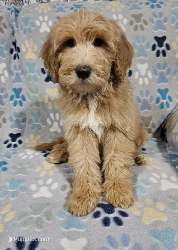 Aaron – Goldendoodle puppy for sale in Mesa, AZ