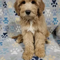 Aaron, a male Goldendoodle for sale in Mesa, AZ – Photo 3 of 8