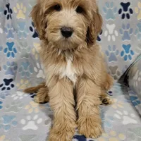 Aaron, a male Goldendoodle for sale in Mesa, AZ – Photo 6 of 8