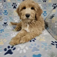 Aaron, a male Goldendoodle for sale in Mesa, AZ – Photo 2 of 8