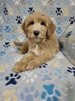 Aaron, a male Goldendoodle for sale in Mesa, AZ – Photo 2 of 8