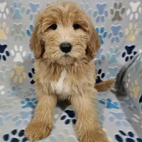 Aaron, a male Goldendoodle for sale in Mesa, AZ – Photo 8 of 8