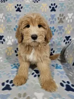 Aaron, a male Goldendoodle for sale in Mesa, AZ – Photo 8 of 8