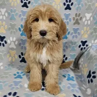Aaron, a male Goldendoodle for sale in Mesa, AZ – Photo 5 of 8