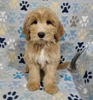 Aaron, a male Goldendoodle for sale in Mesa, AZ – Photo 5 of 8