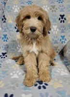 Aaron, a male Goldendoodle for sale in Mesa, AZ – Photo 1 of 8