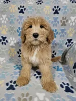 Aaron, a male Goldendoodle for sale in Mesa, AZ – Photo 7 of 8