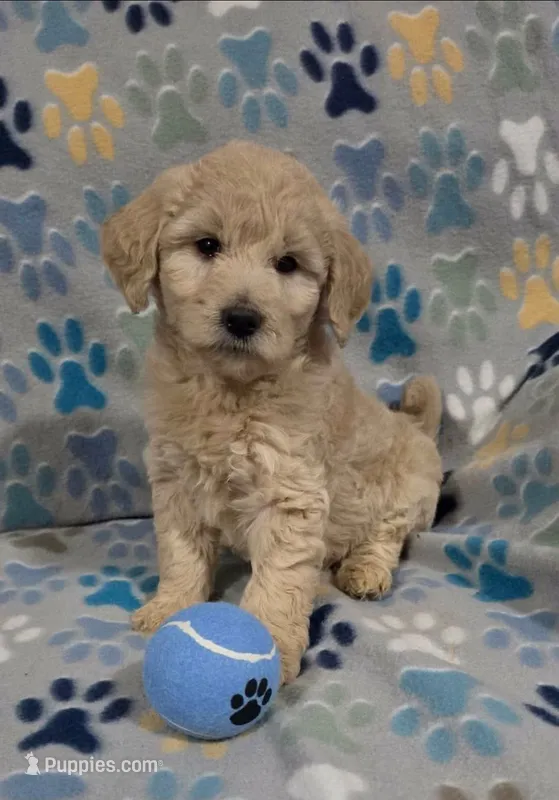 June – Goldendoodle puppy for sale in Mesa, AZ