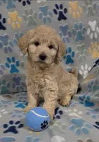 June, a female Goldendoodle for sale in Mesa, AZ – 1 of 2