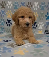 Bob, a male Goldendoodle for sale in Mesa, AZ – 4 of 8