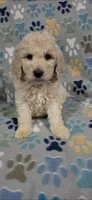 Jake, a male Goldendoodle for sale in Mesa, AZ – 4 of 4