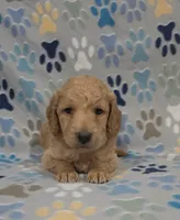 Barnie, a male Miniature Goldendoodle for sale in Mesa, AZ – 3 of 3