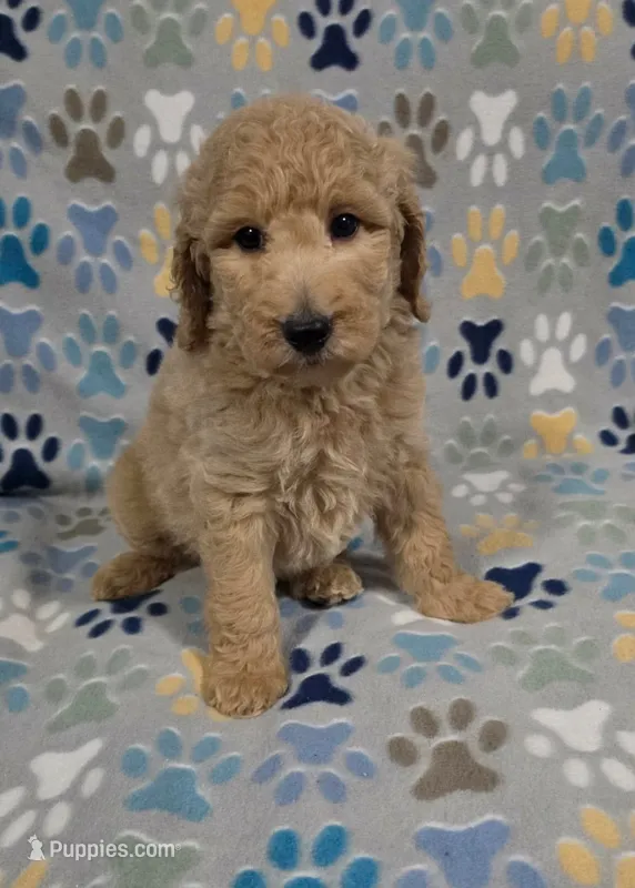 Noodle – Miniature Goldendoodle puppy for sale in Mesa, AZ