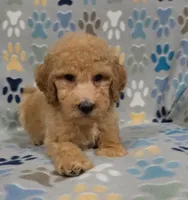 Bob, a male Goldendoodle for sale in Mesa, AZ – 7 of 8
