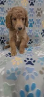 Barnie, a male Goldendoodle for sale in Mesa, AZ – 2 of 7
