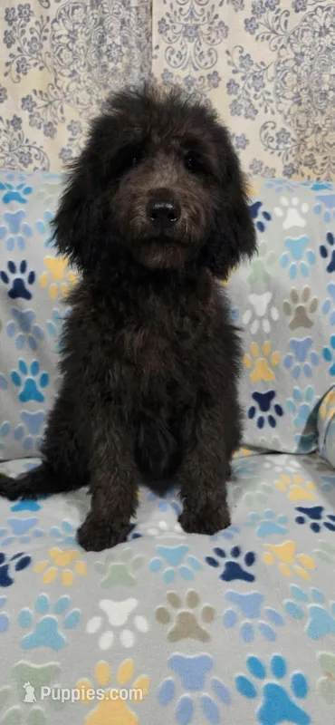 June – Goldendoodle puppy for sale in Mesa, AZ