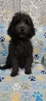 June, a female Goldendoodle for sale in Mesa, AZ – 3 of 3