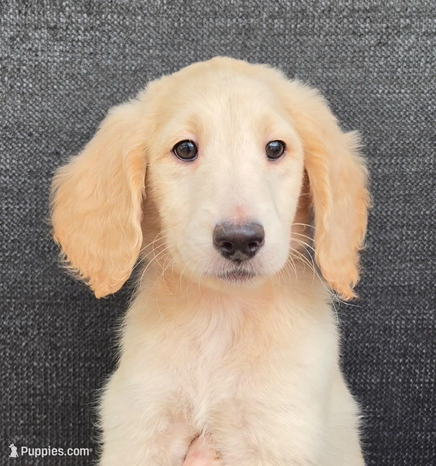 Misty – Goldendoodle puppy for sale in Mesa, AZ