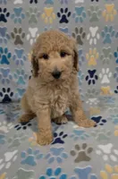 Noodle, a male Goldendoodle for sale in Mesa, AZ – 6 of 6