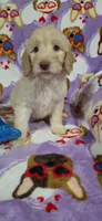 April, a female Goldendoodle for sale in Mesa, AZ – Photo 2 of 4