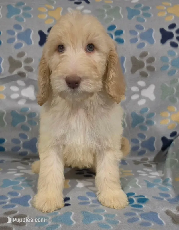 April – Goldendoodle puppy for sale in Mesa, AZ
