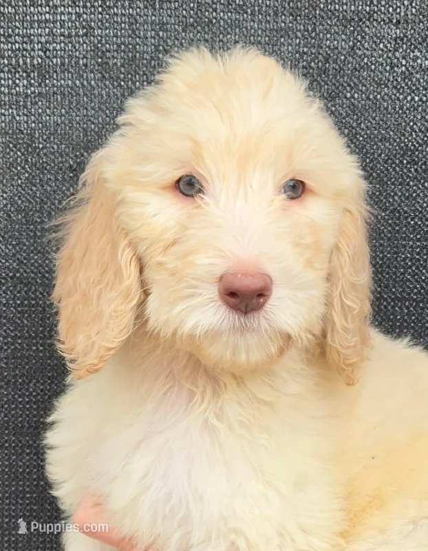 April – Goldendoodle puppy for sale in Mesa, AZ