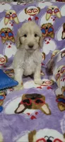 April, a female Goldendoodle for sale in Mesa, AZ – Photo 4 of 4