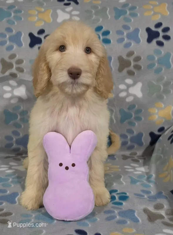 April – Goldendoodle puppy for sale in Mesa, AZ