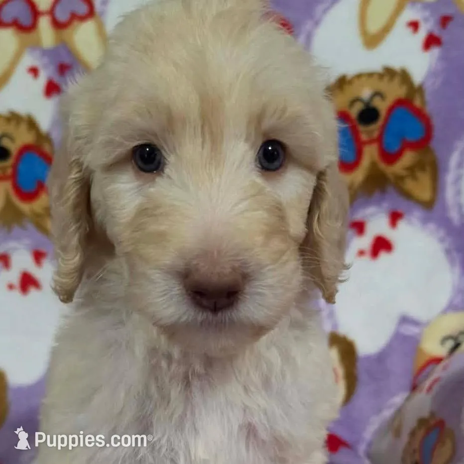 April – Goldendoodle puppy for sale in Mesa, AZ