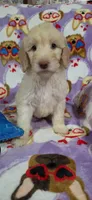 April, a female Goldendoodle for sale in Mesa, AZ – Photo 3 of 4