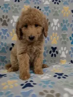 Brownie, a male Goldendoodle for sale in Mesa, AZ – 3 of 7