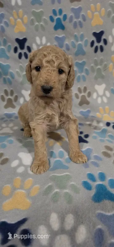 Fonzy – Miniature Goldendoodle puppy for sale in Mesa, AZ