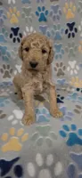 Fonzy, a male Miniature Goldendoodle for sale in Mesa, AZ – 1 of 4